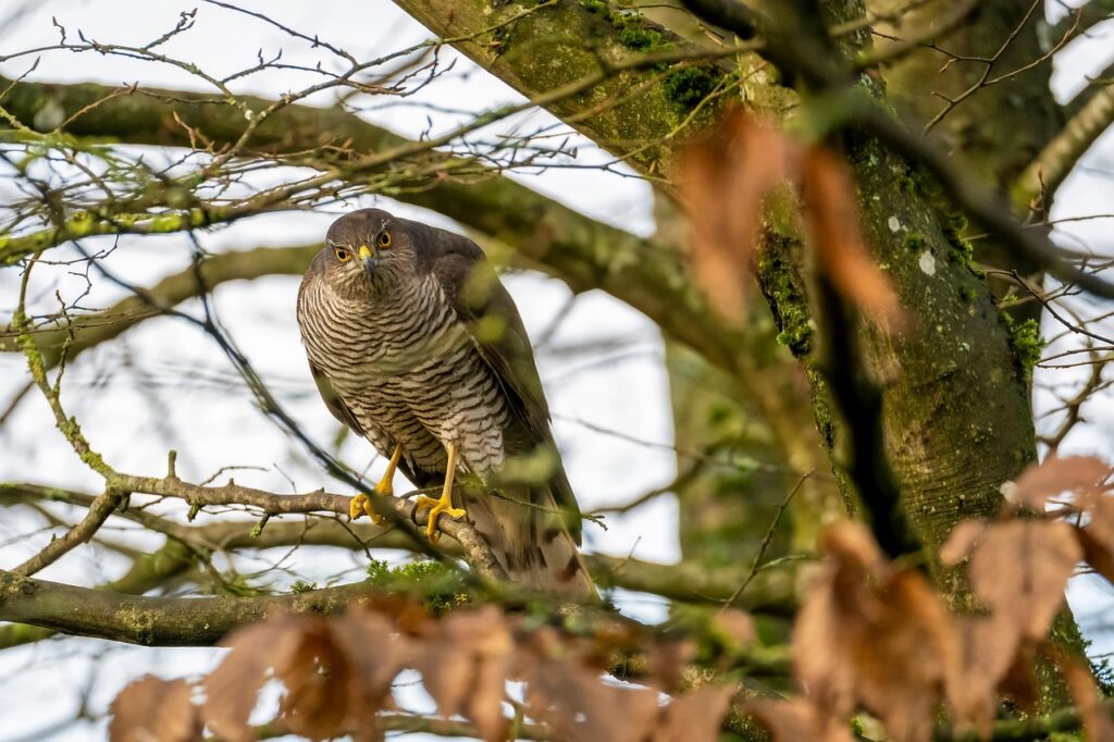 Sparrowhawk