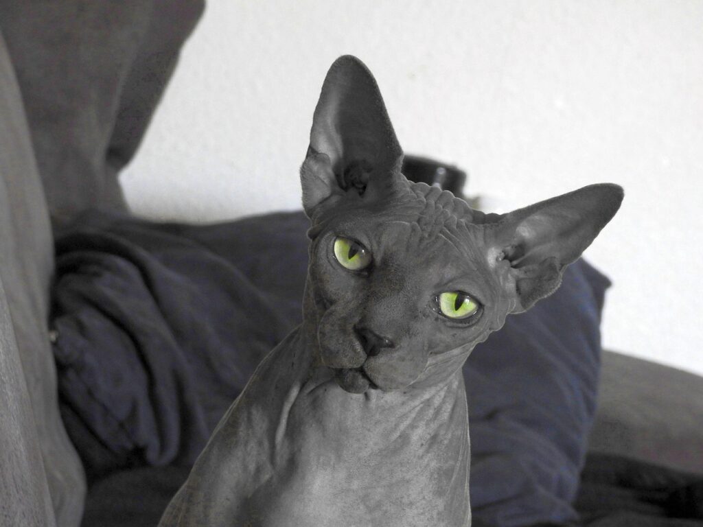 sphynx-3769190_1280