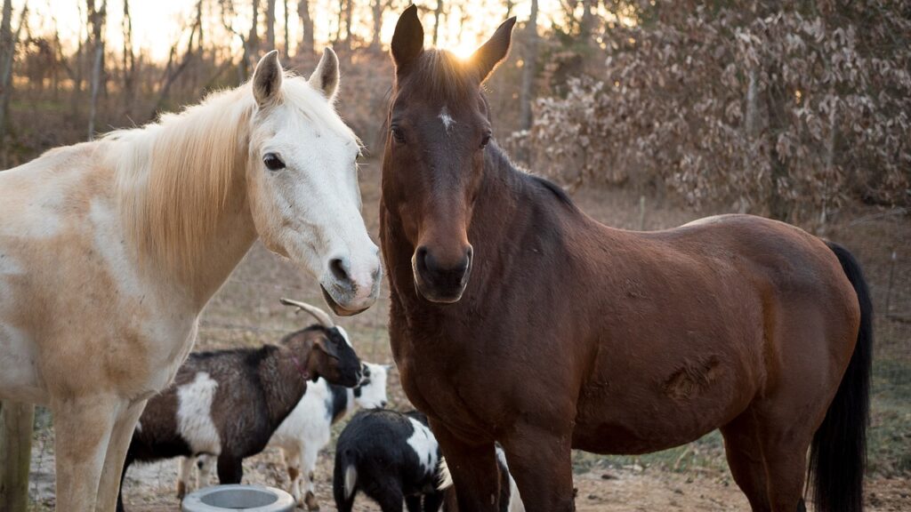 Goat and Horse