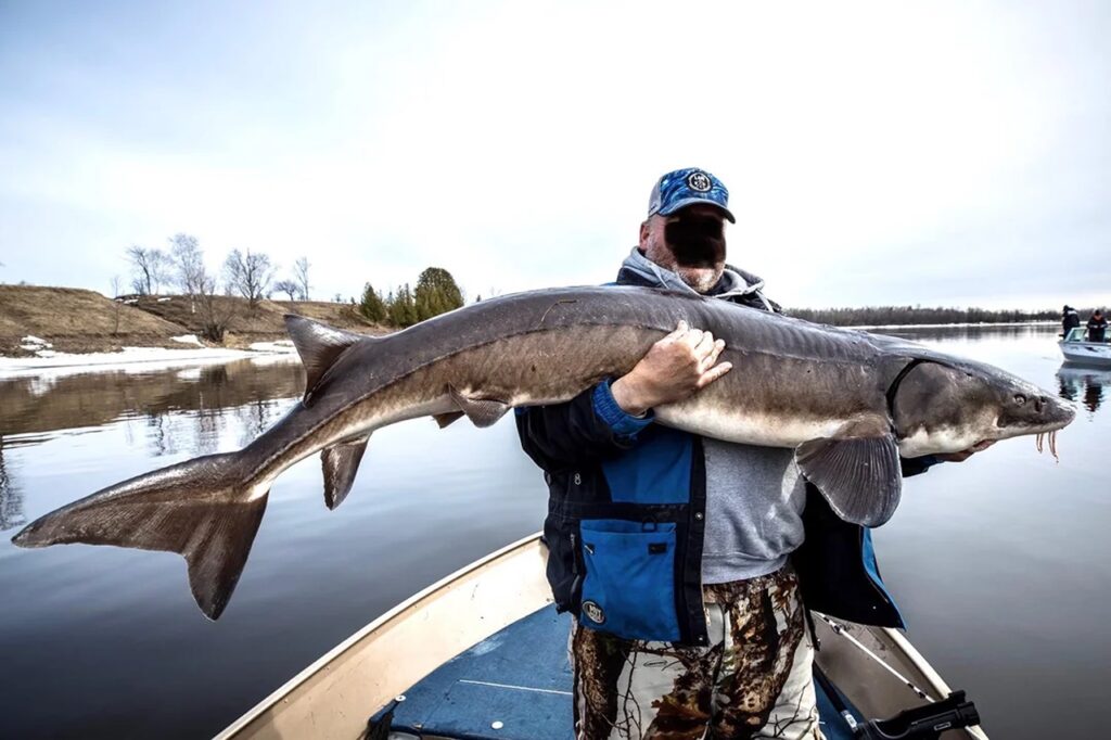 Lake Sturgeon