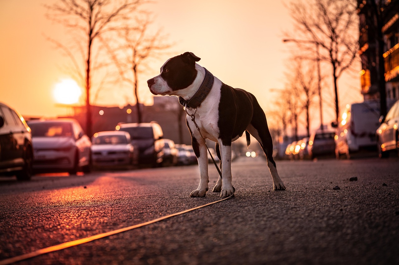 American Staffordshire Terrier in the city