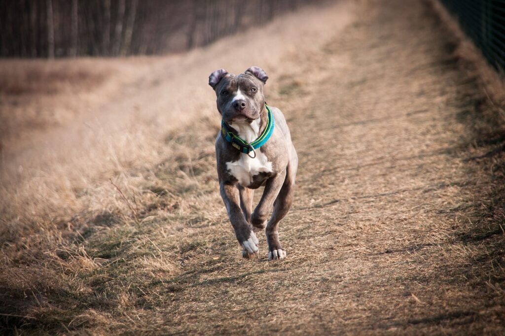 American Staffordshire Terrier running