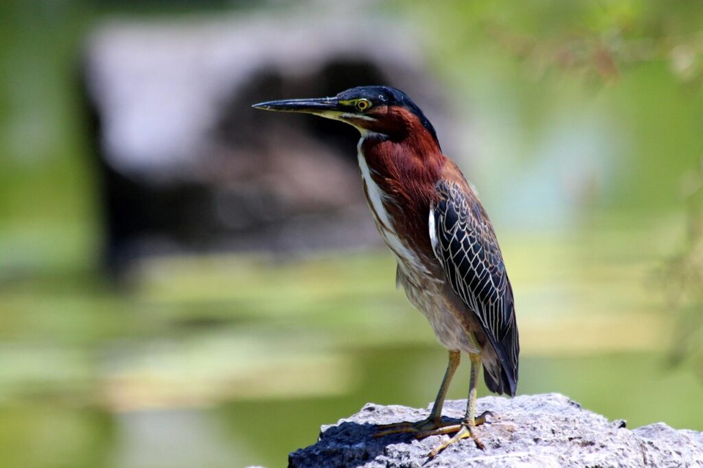 Green Heron