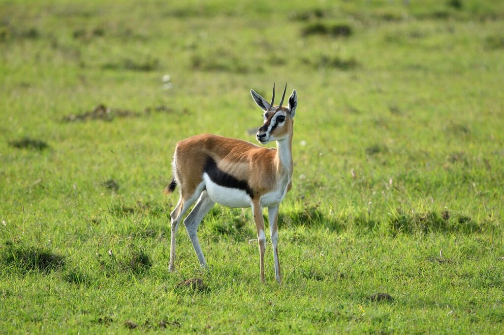 thomsons-gazelle-7235688_1280