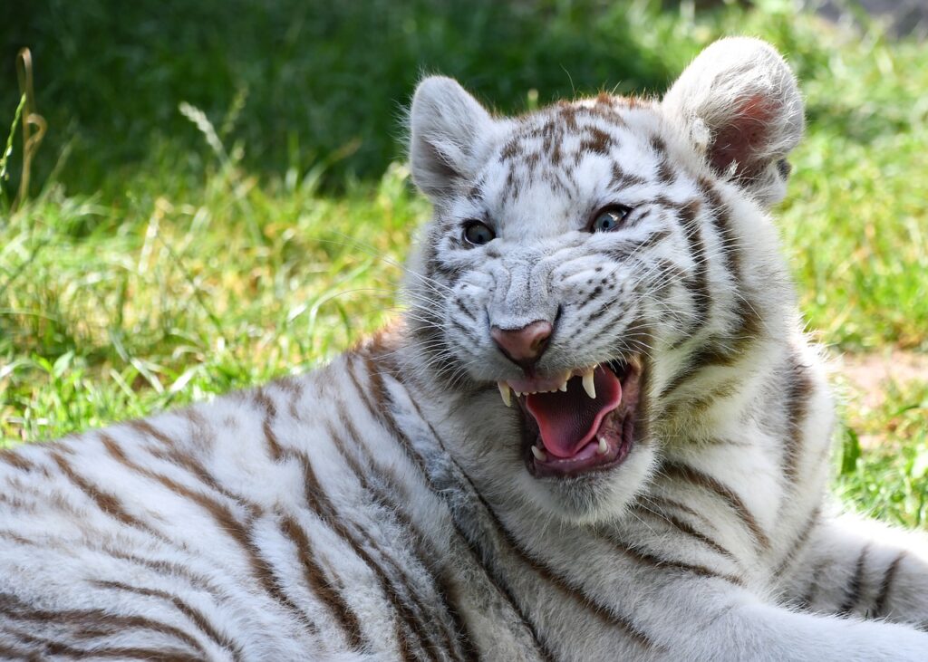 White tiger