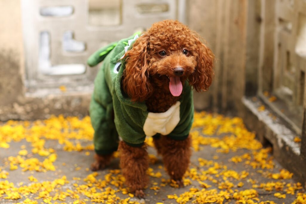 toy-poodle-5986987_1280