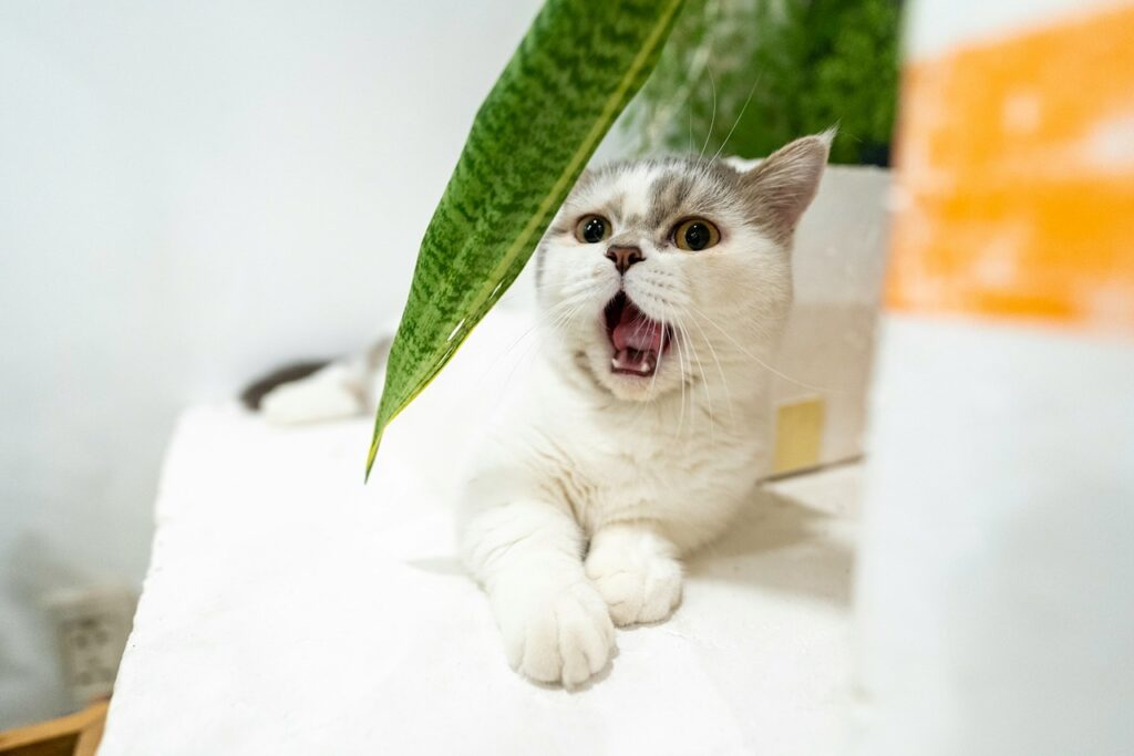 Sick Cat
