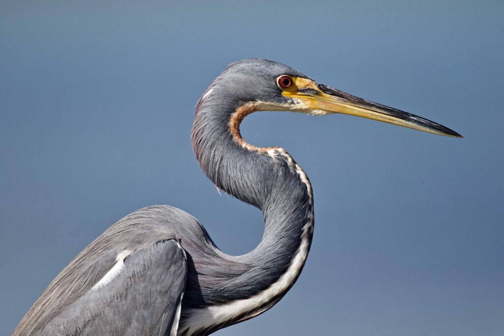 Tricolored Heron