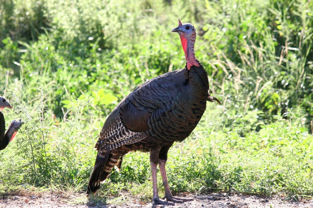 wild turkey