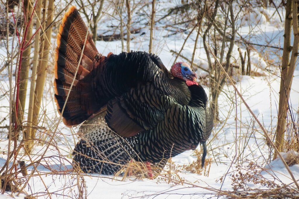 wild turkey