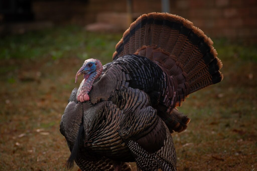 wild turkey