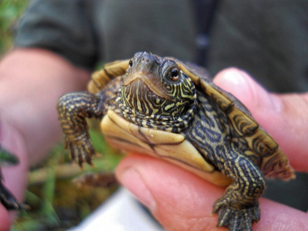 Mississippi Map Turtle