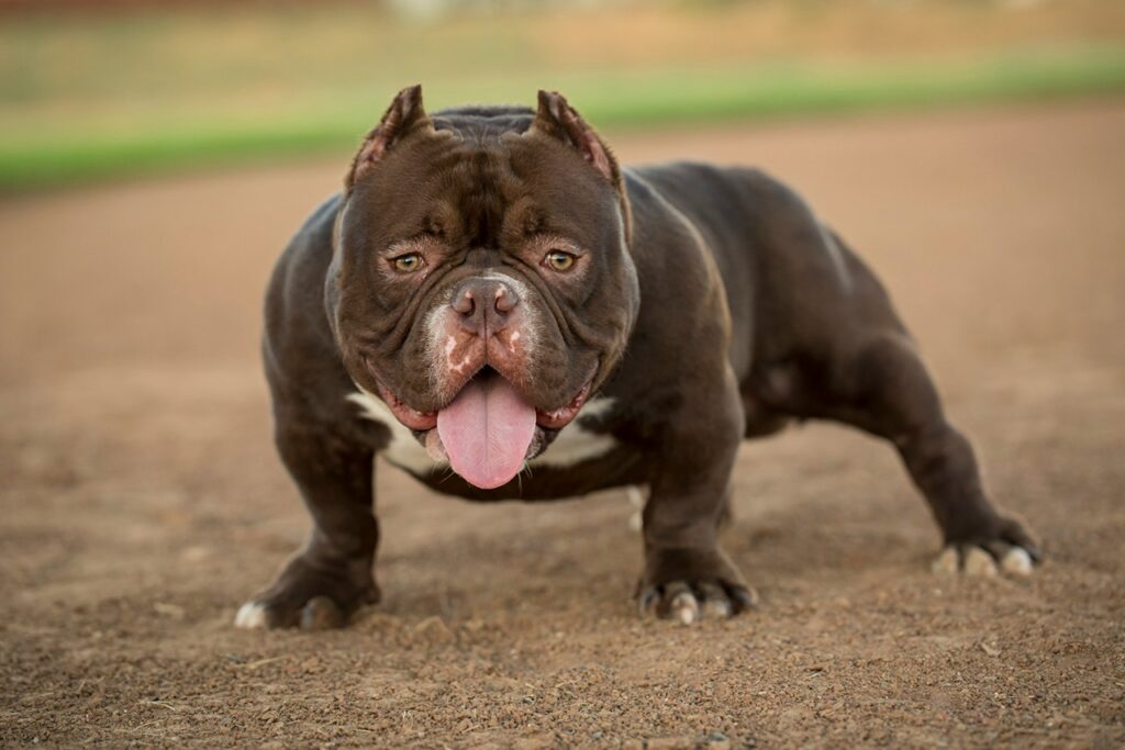 Bulldog