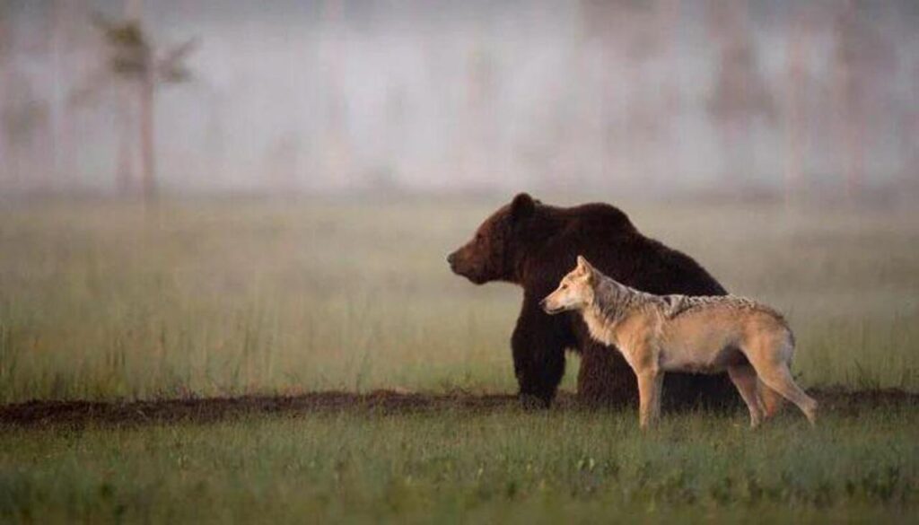 A Wolf and a bear