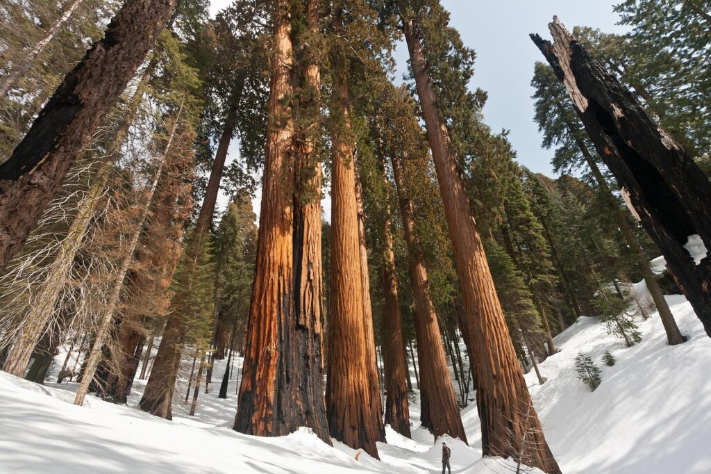 Sequoia National Park