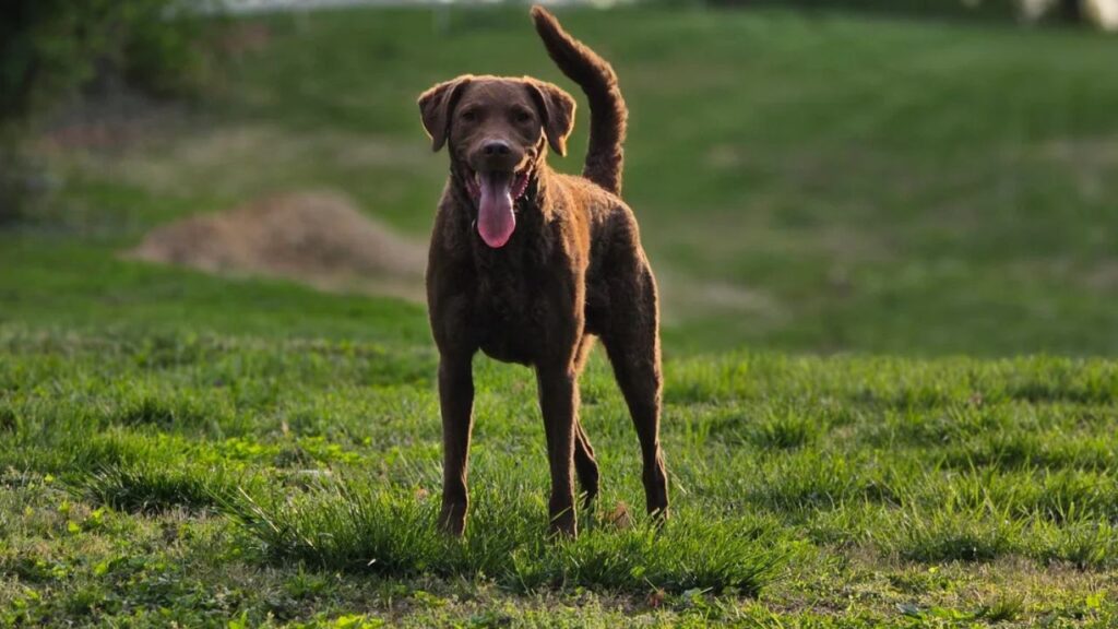 Chesapeake Bay Retriever