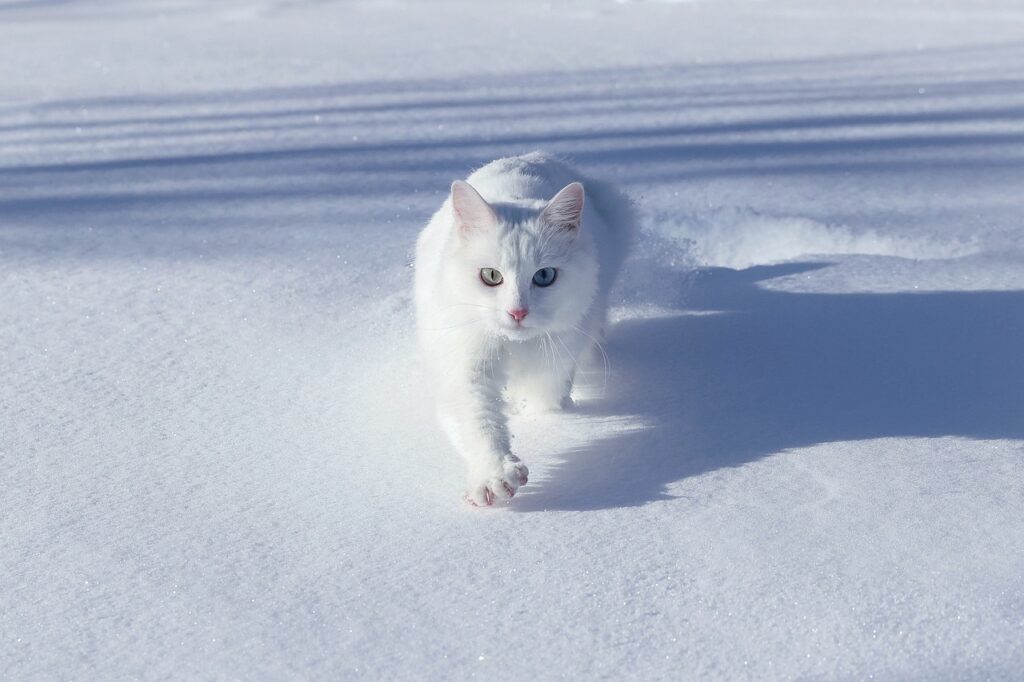 Turkish Van: The Swimming Cat