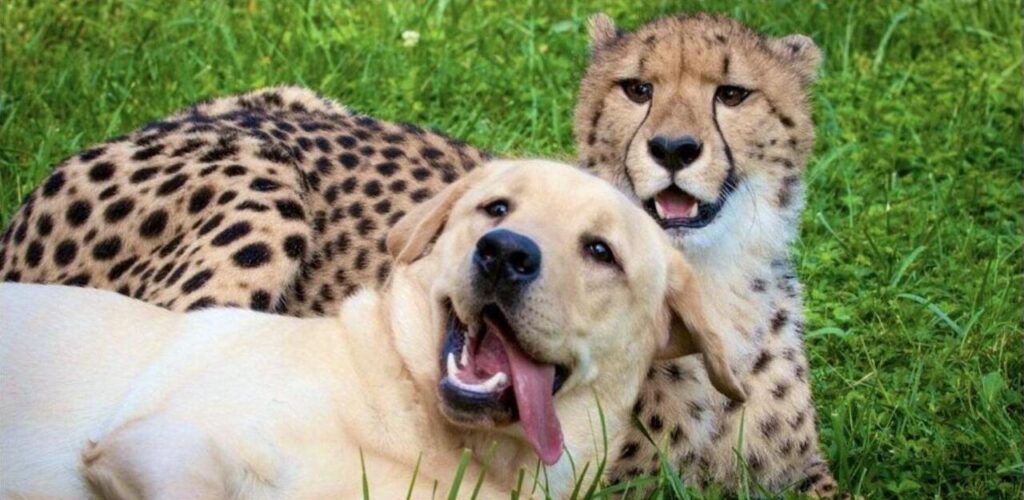  Cheetah and a dog