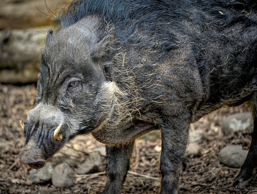 Visayan Warty Pig