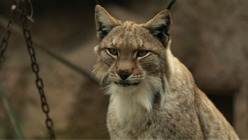 Bobcat
