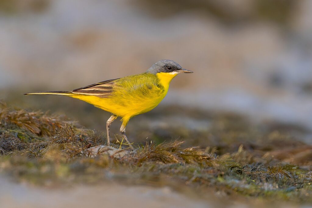 Wagtails by the Water