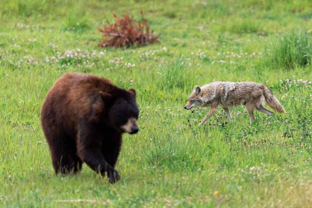 A bear and a Wolf