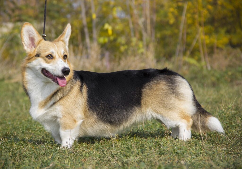 welsh-corgi-pembroke-4191063_1280