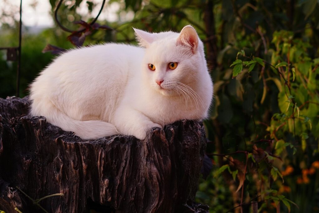 Fancy Cat Breed