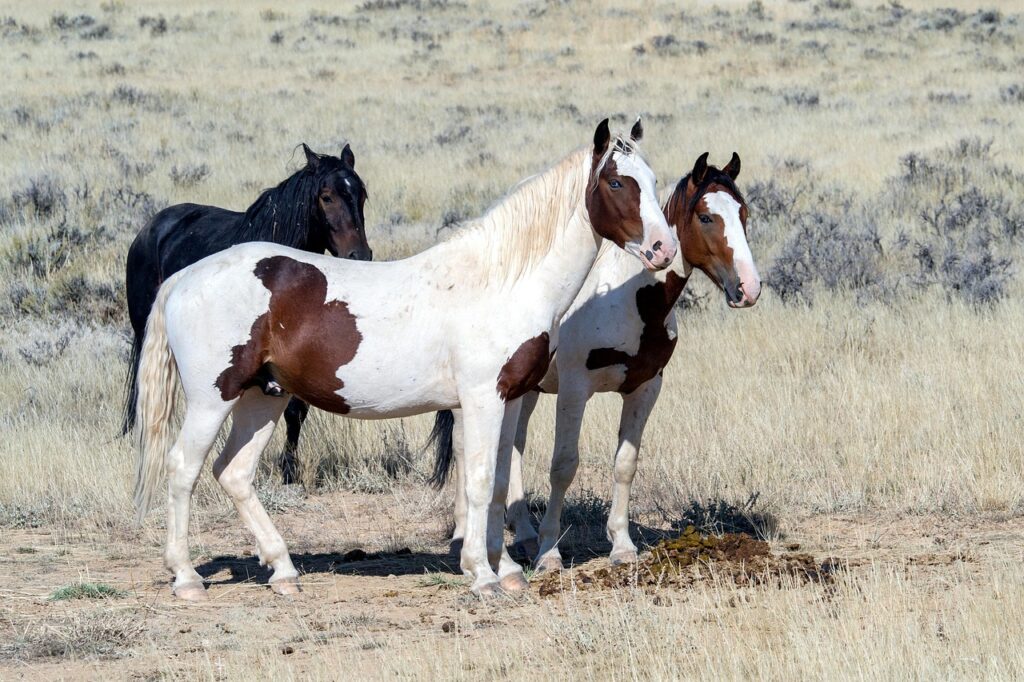 Mustang Horses
