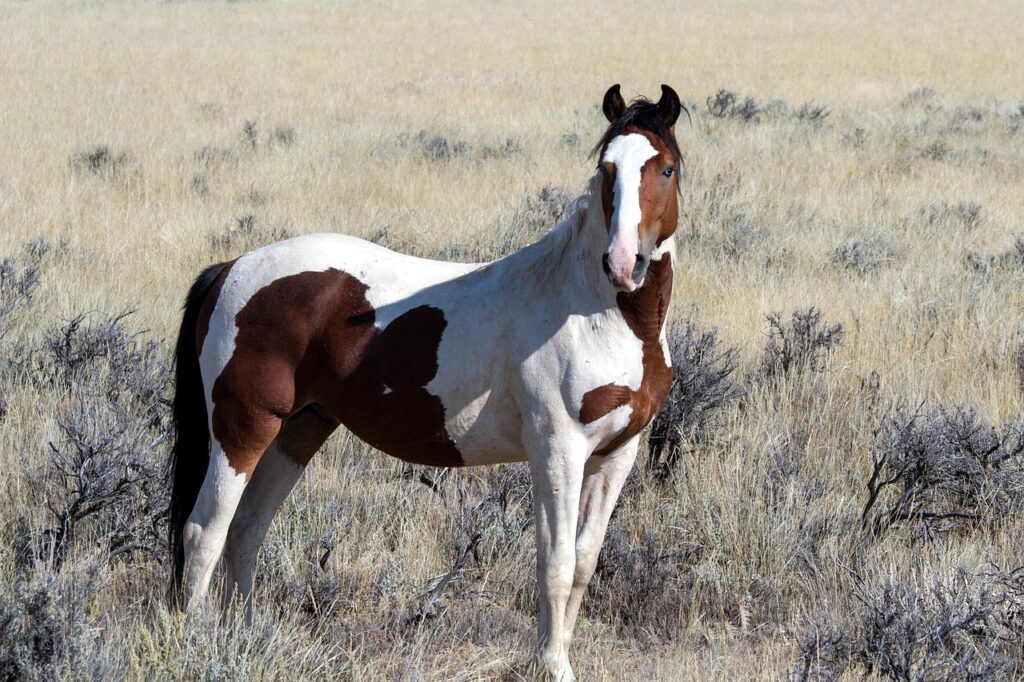 mustang horse