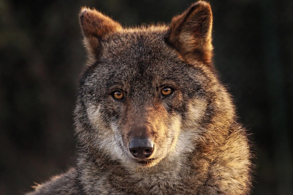 red wolf