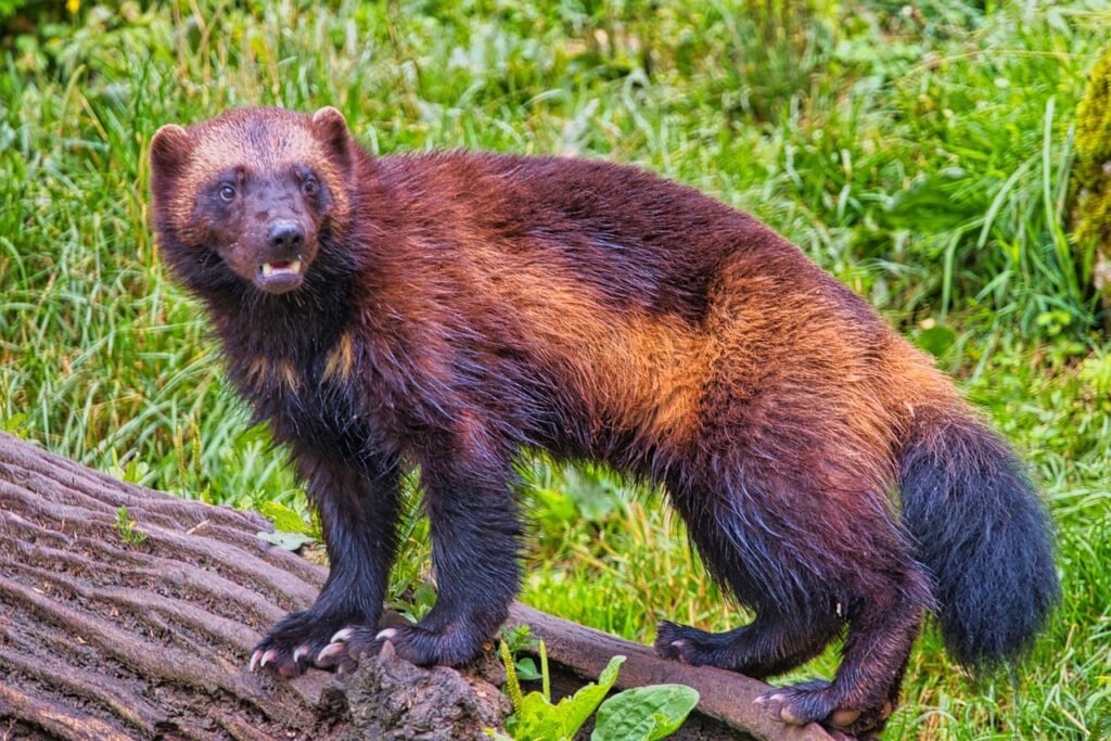 wolverine-7313196_1280