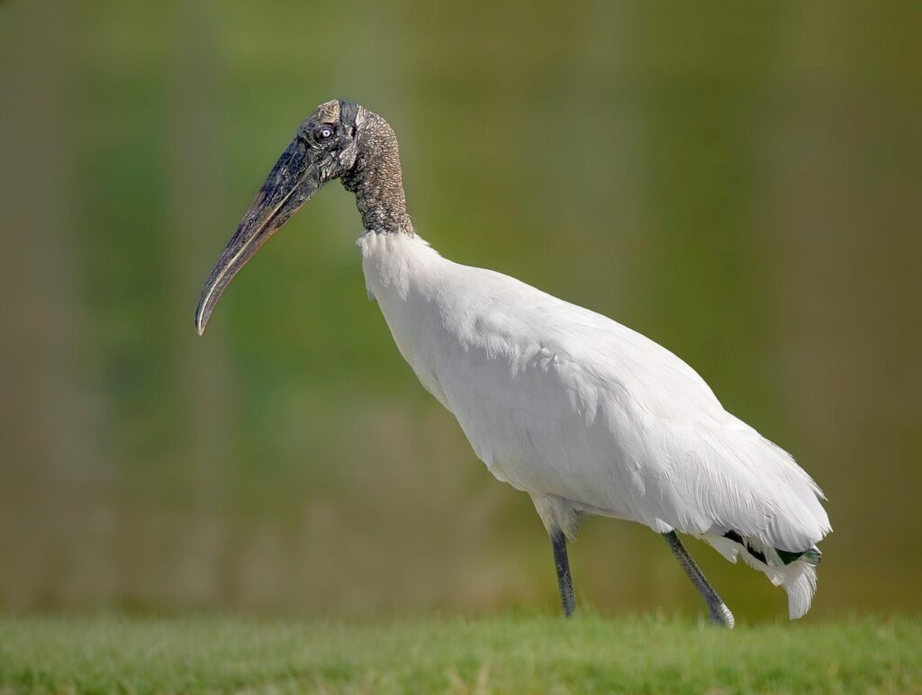 Wood Stork