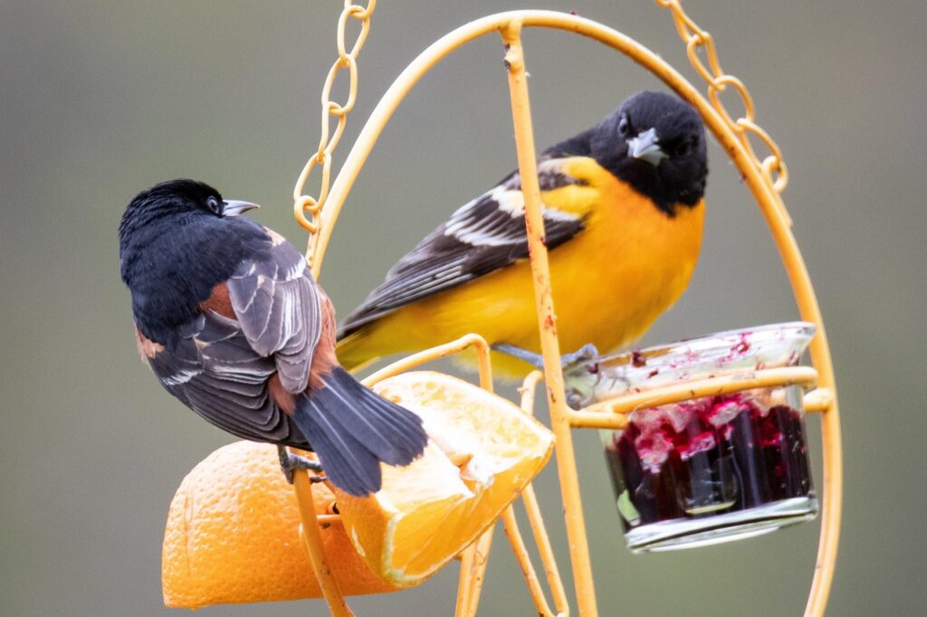 Orioles eating orange slices and grape jelly