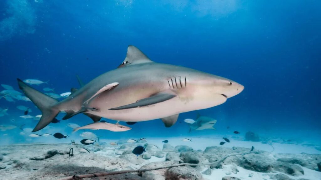Bull Shark