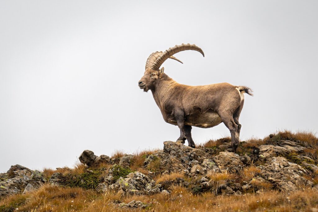 An Ibex