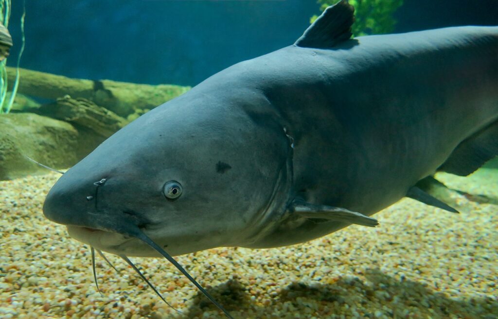 Blue catfish
