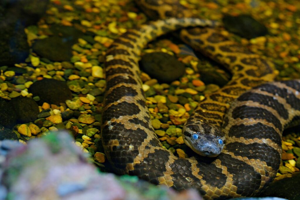 yellow-anaconda-9014152_1280