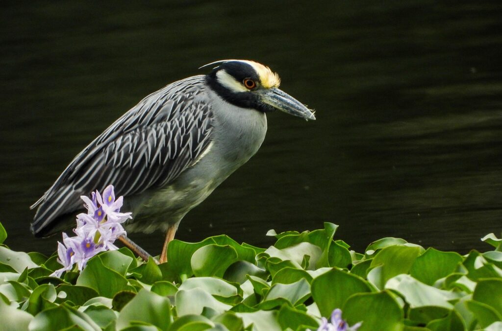Yellow-Crowned Night Heron