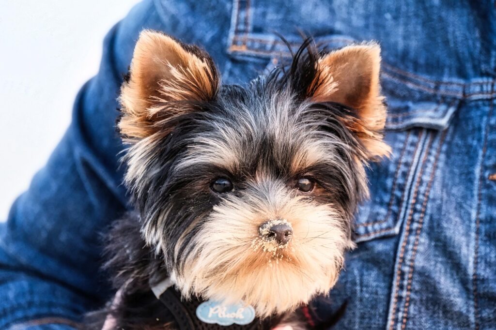 Yorkshire terrier