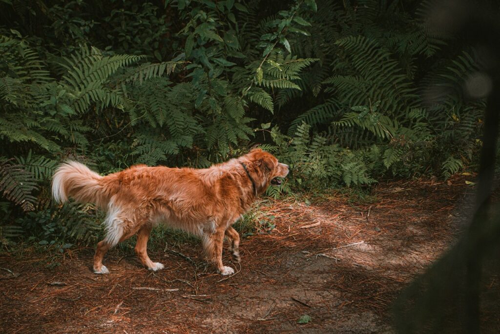 Dog In forest