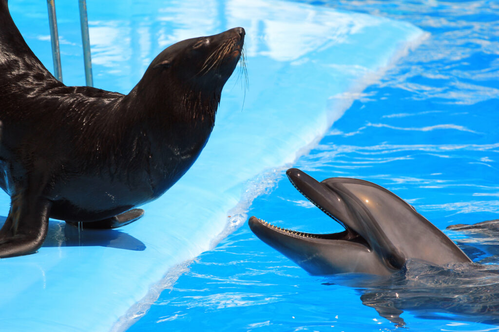 Dolphin and fur seal in a pool