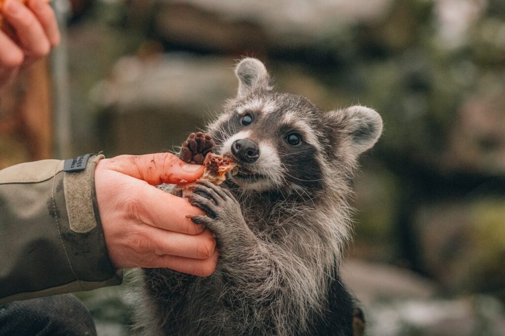 Racoon
