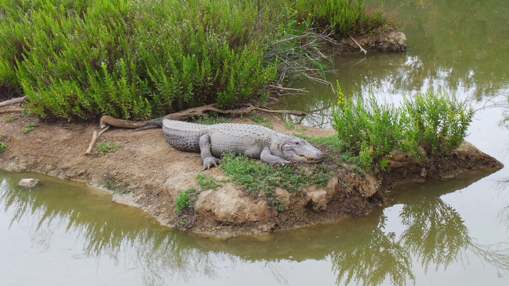 Alligator