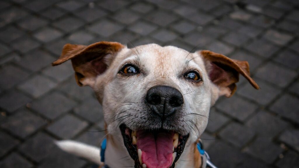 Happy Dog