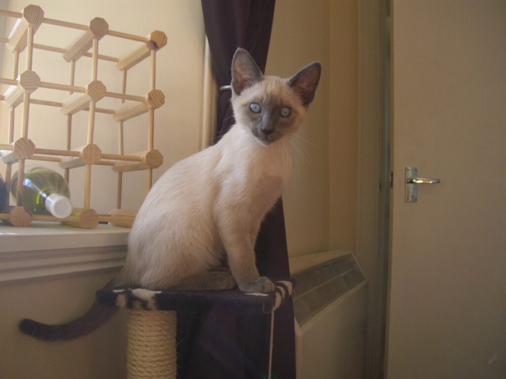 4_month_old_traditional_Blue_Point_Siamese_cat