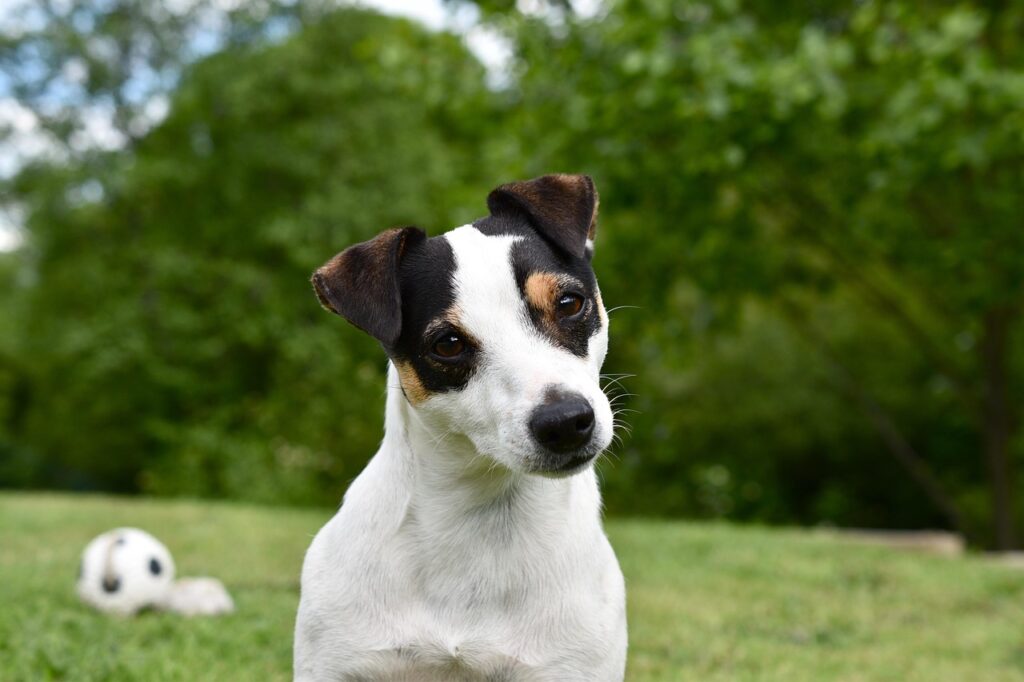 A Jack Russel Terrier