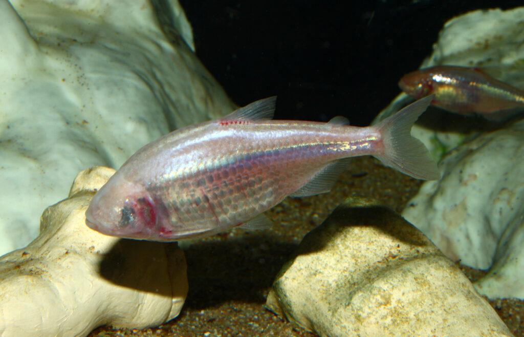 mexican blind cave fish