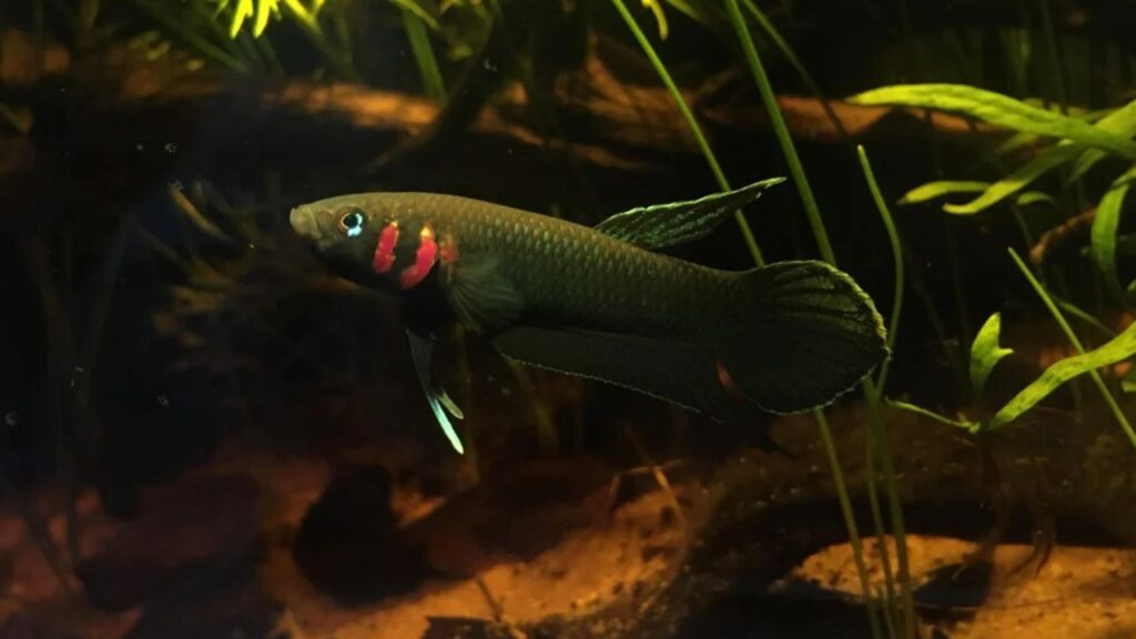 Blackwater Betta