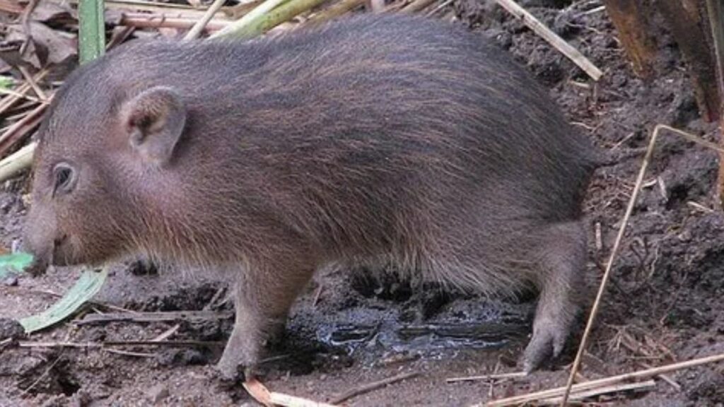 Pygmy Pig